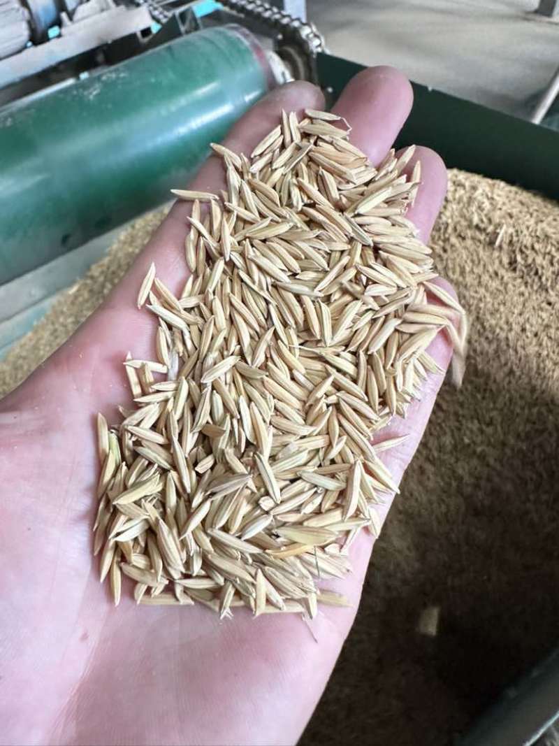 广东本地早稻新鲜烘干浓香型香雪出米率高可达65