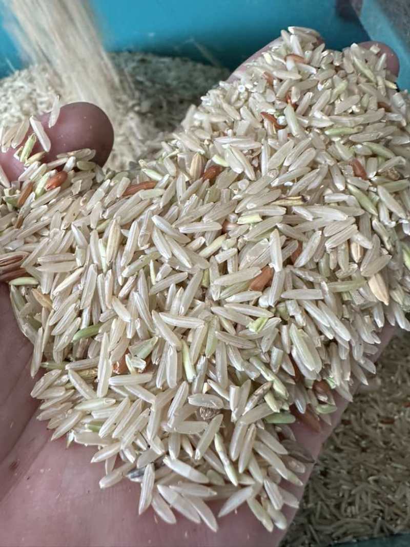 广东本地早稻新鲜烘干浓香型香雪出米率高可达65