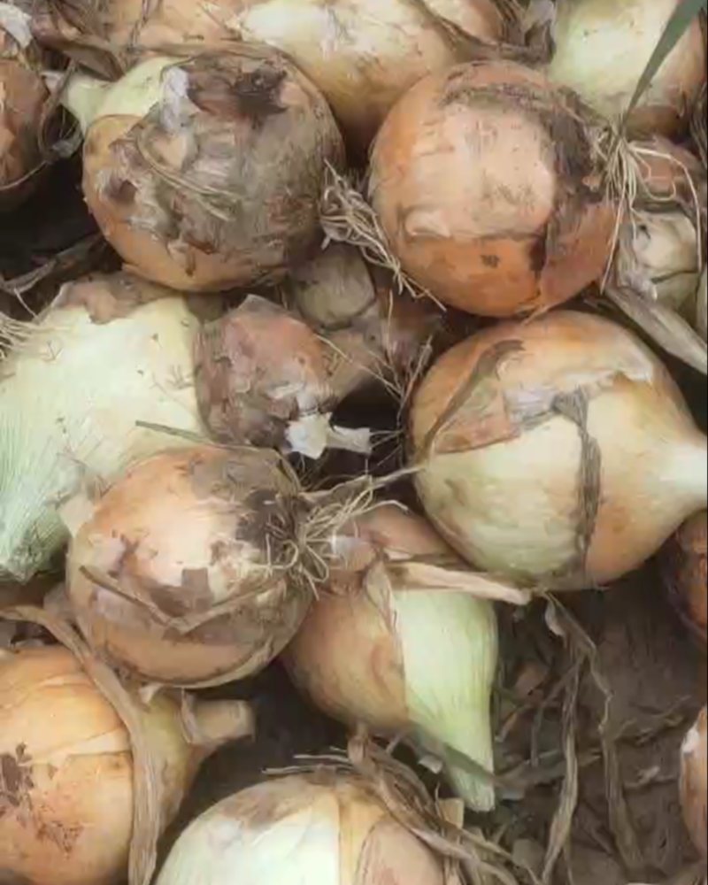 锦州义县黄皮洋葱