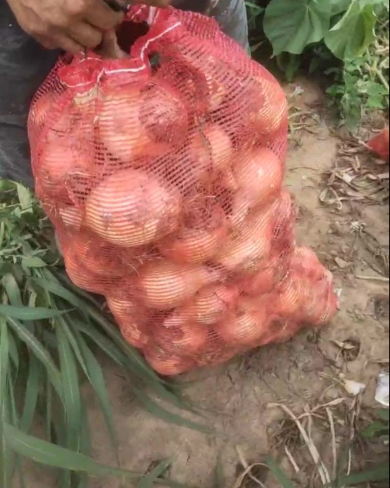 锦州义县黄皮洋葱