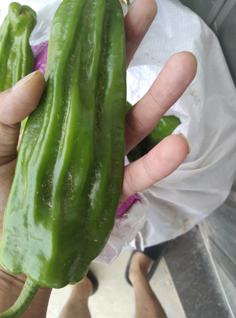 高山辣椒