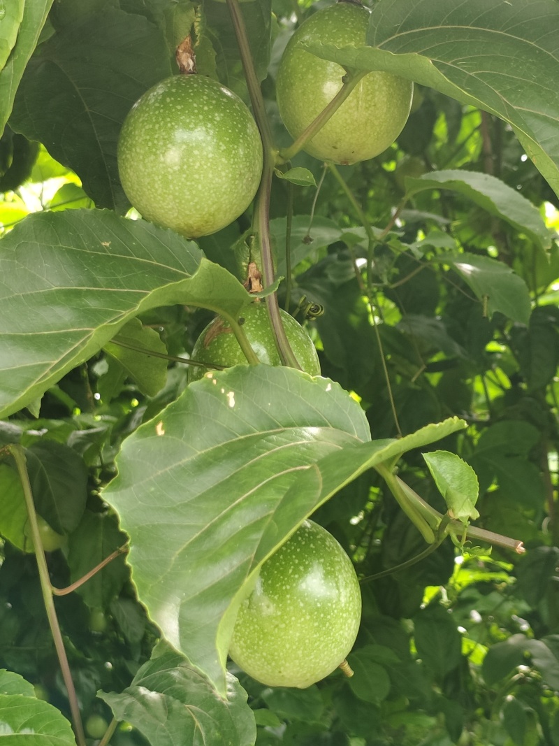 钦蜜9号百香果