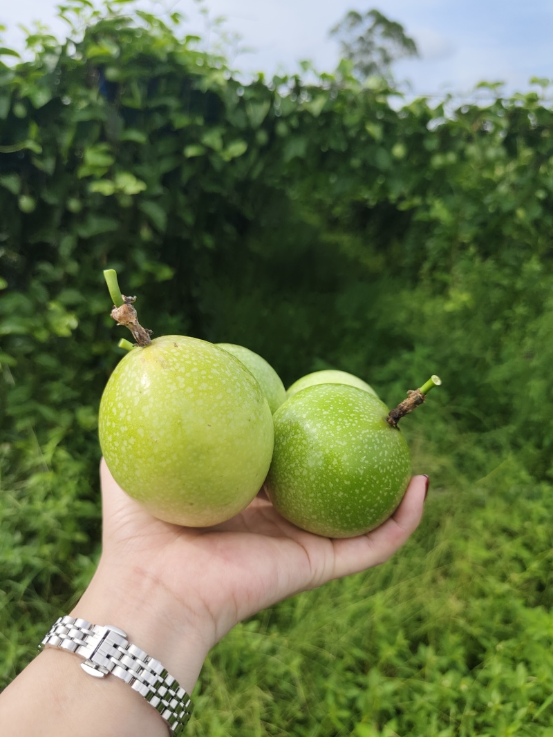 钦蜜9号百香果