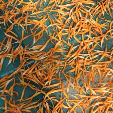 干黄花菜