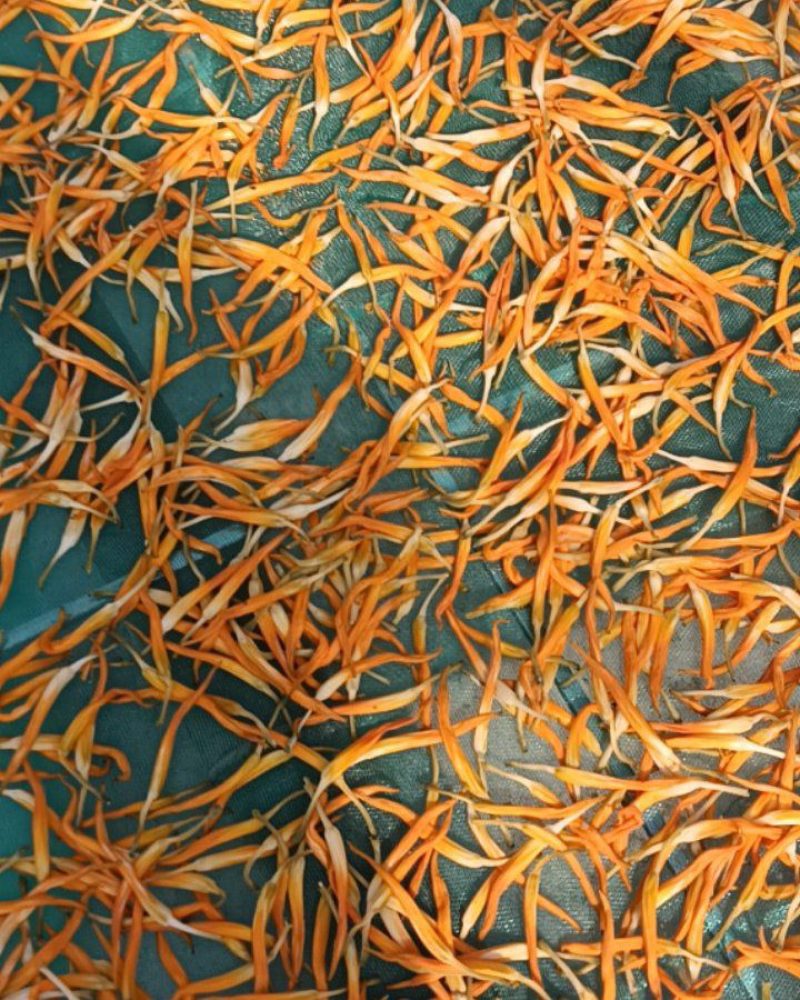 干黄花菜