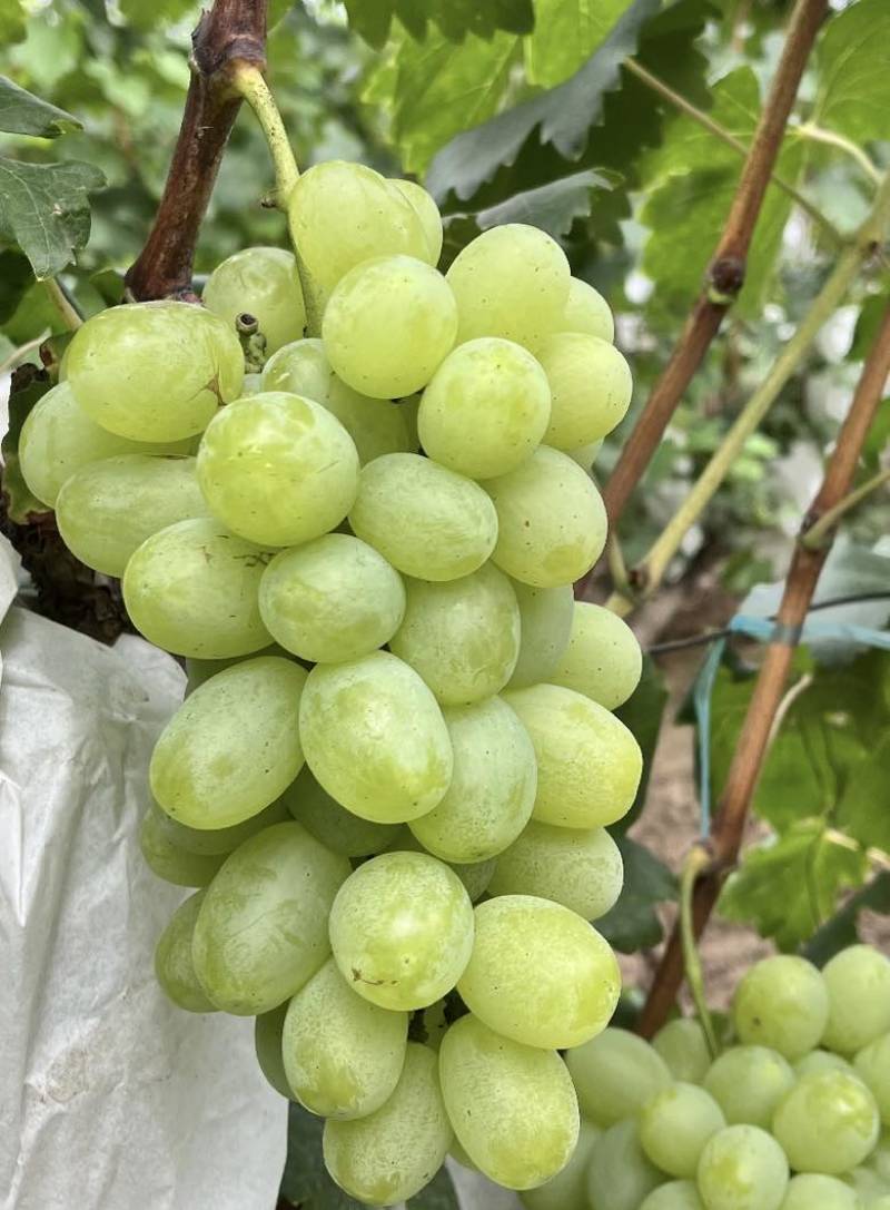 维多利亚大量上市颗粒大串型饱满