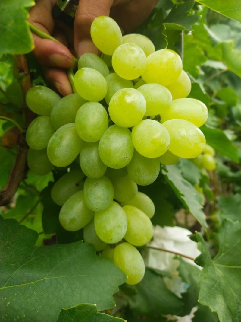 维多利亚大量上市颗粒大串型饱满