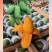 椰香芒果