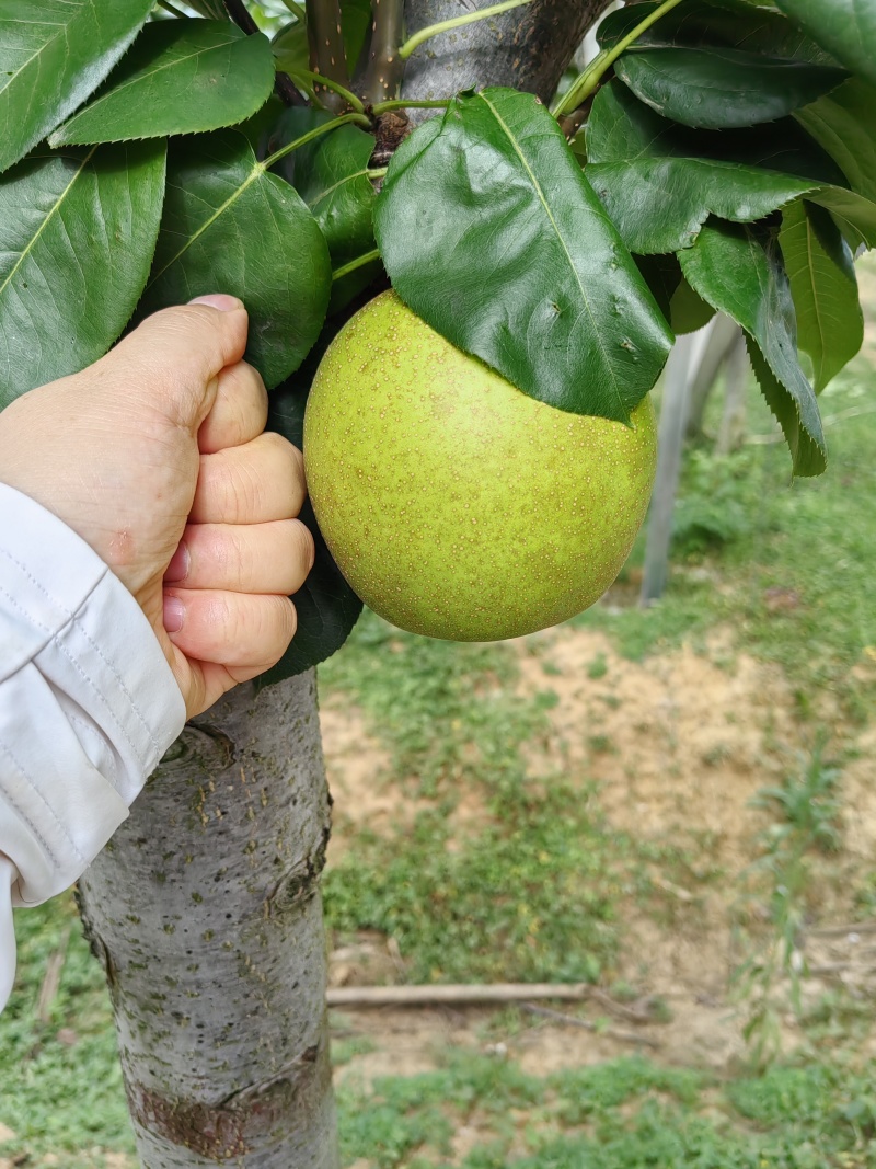 湖北省孝昌县青皮梨脆甜多汁