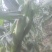 新鲜水果玉米🌽