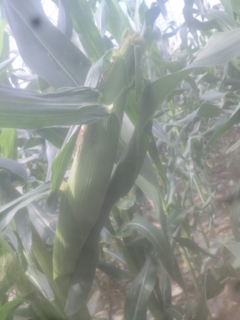 新鲜水果玉米🌽