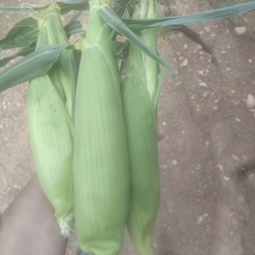 新鲜水果玉米🌽