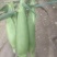 新鲜水果玉米🌽