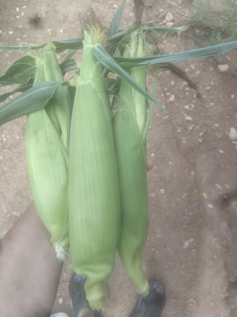 新鲜水果玉米🌽