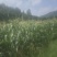 新鲜水果玉米🌽