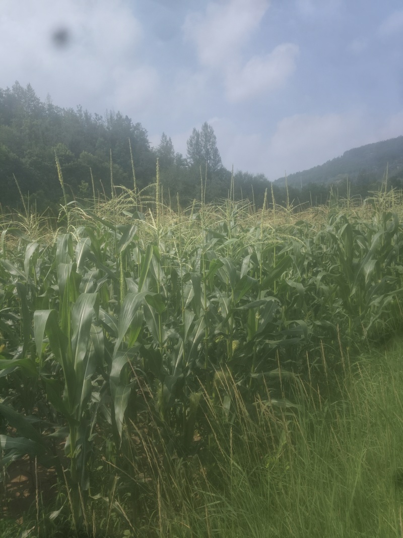 新鲜水果玉米🌽