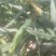 新鲜水果玉米🌽