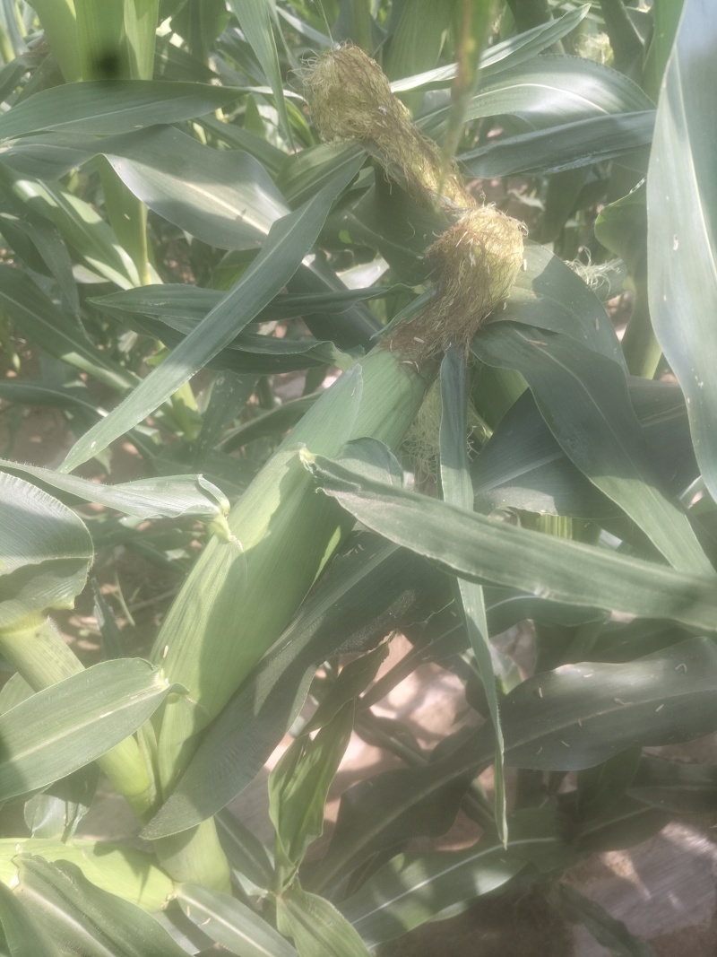 新鲜水果玉米🌽