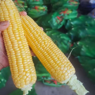 高山甜玉米大量有好货。质量好根据客户要求提供货的品质