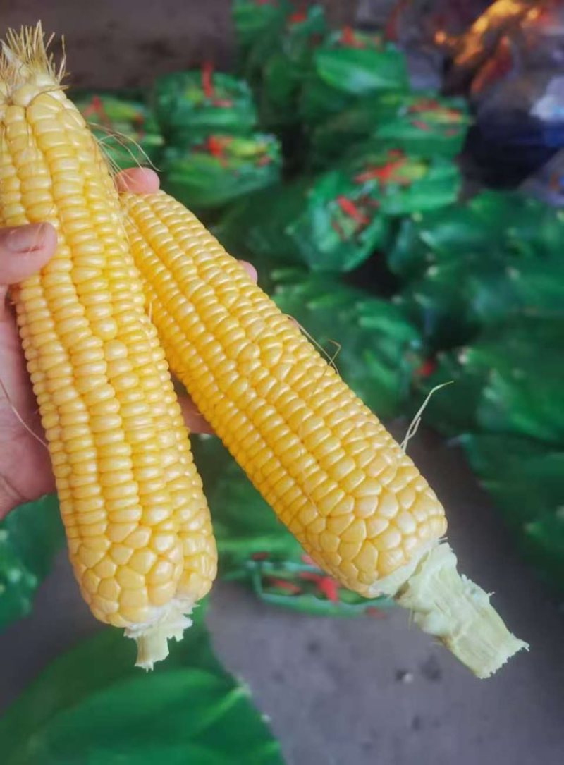 高山甜玉米大量有好货。质量好根据客户要求提供货的品质