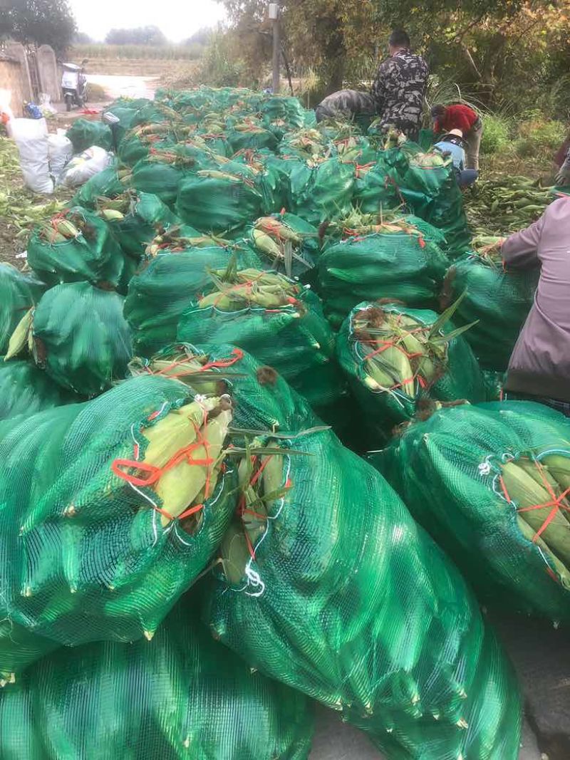 高山甜玉米大量有好货。质量好根据客户要求提供货的品质