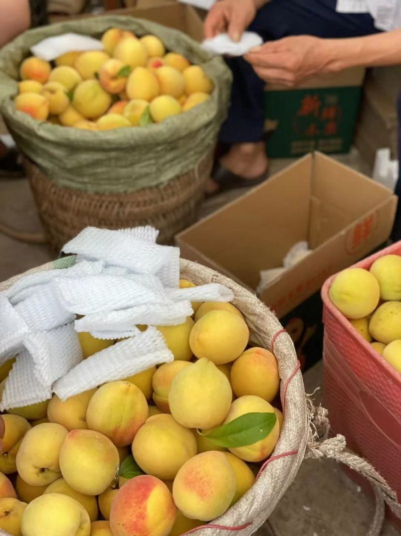 黄桃
