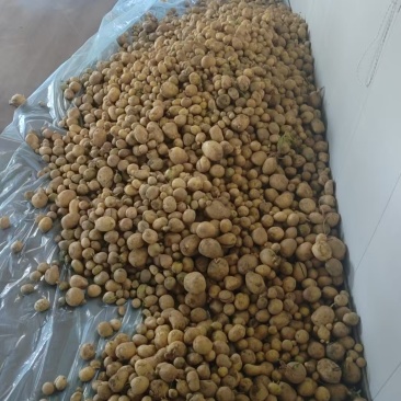 小土豆