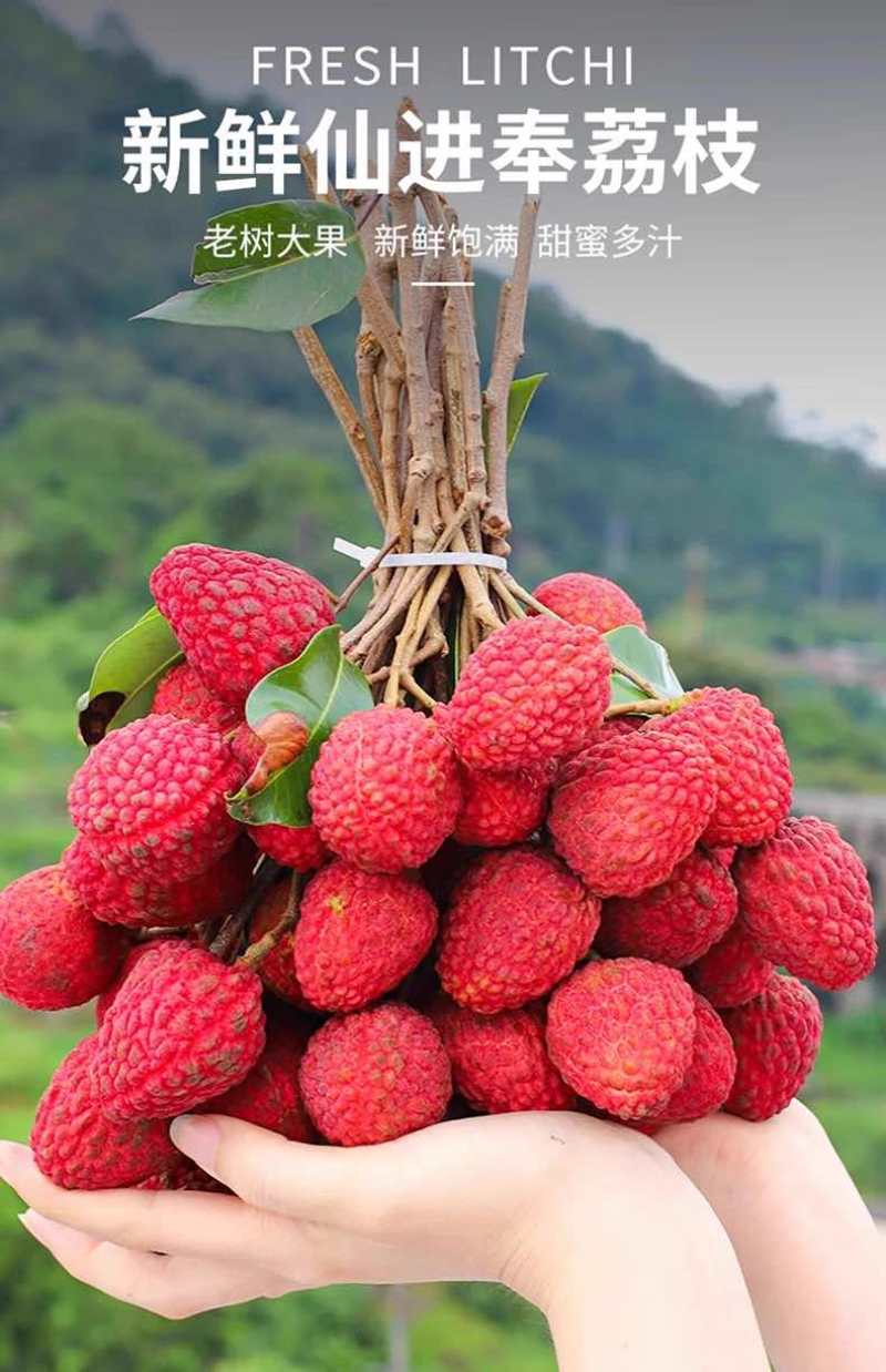 广西当季水果仙进奉荔枝