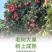 广西当季水果仙进奉荔枝