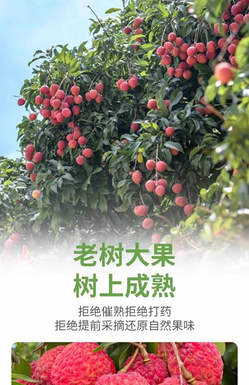 广西当季水果仙进奉荔枝