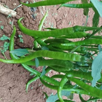 8号细椒