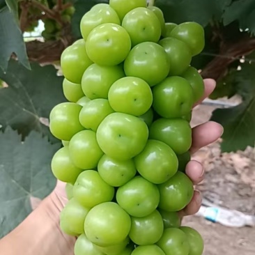 阳光玫瑰批发零售