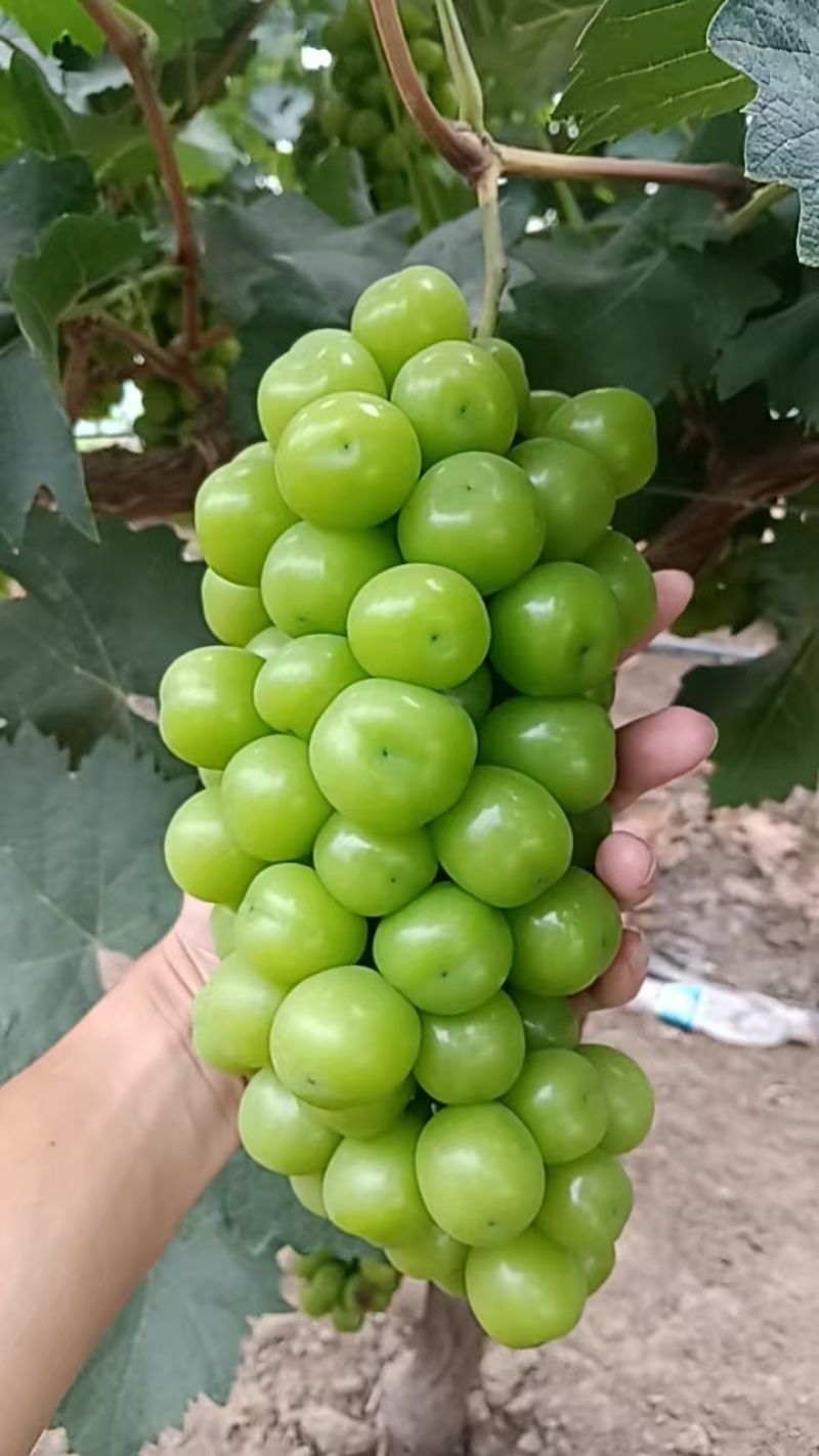 阳光玫瑰批发零售