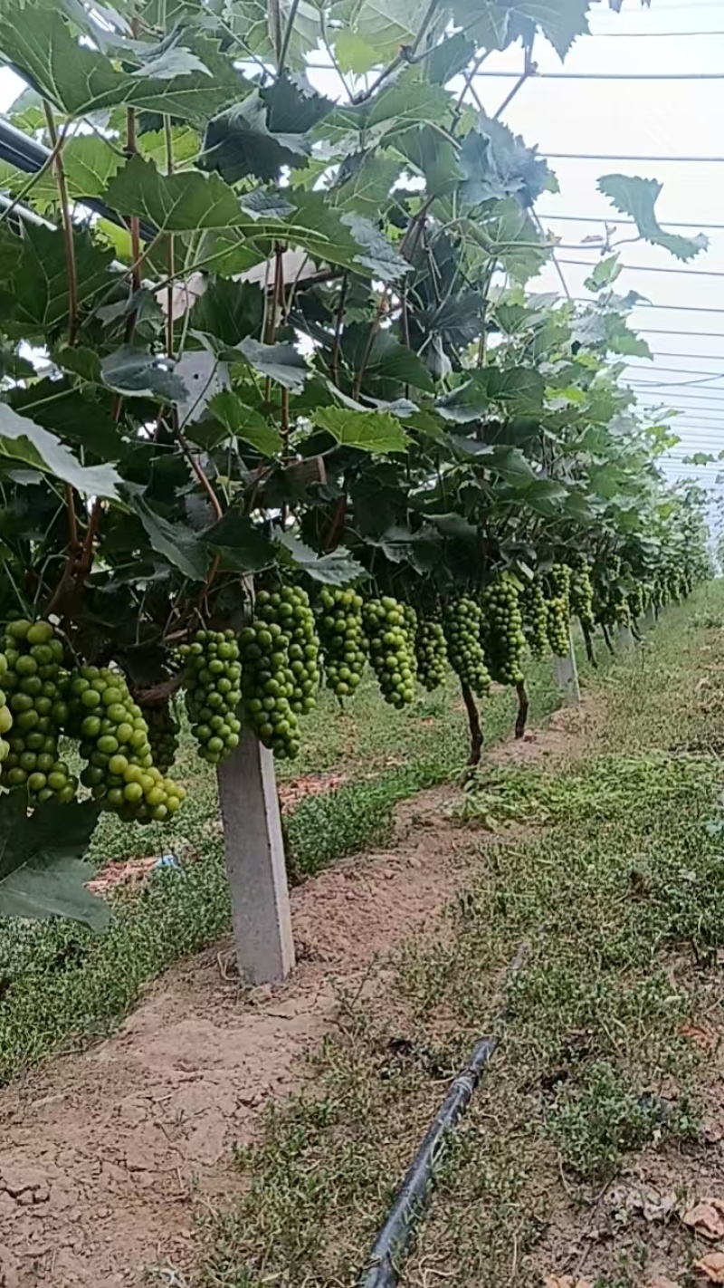 阳光玫瑰批发零售