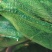 新鲜甜糯玉米
