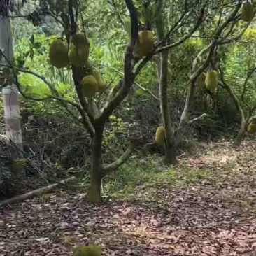 广东四季无胶萝蜜