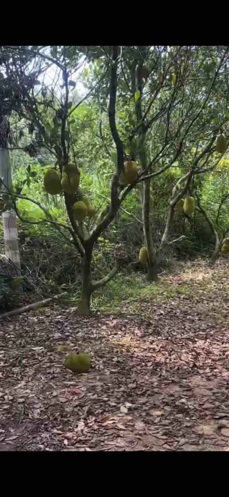 广东四季无胶萝蜜