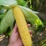 安阳内黄水果玉米