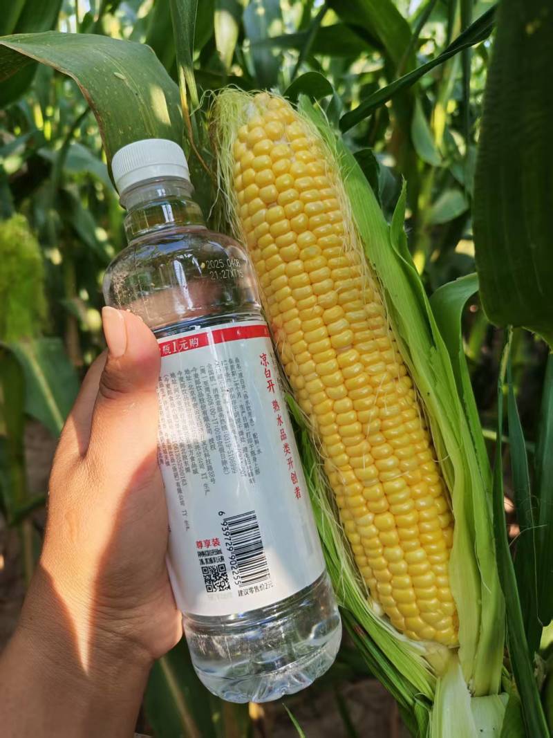 安阳内黄水果玉米