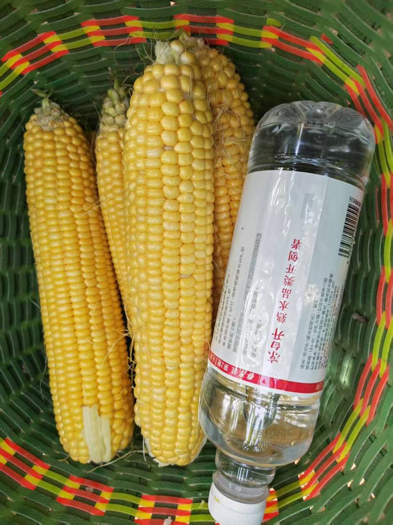 安阳内黄水果玉米