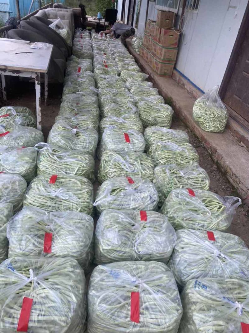 白芸豆