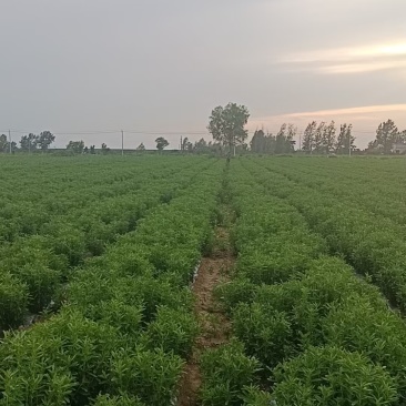河南南阳甜叶菊
