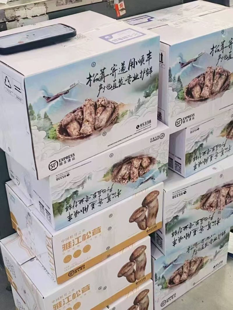 四川雅江新鲜松茸，现采现发，产地直供