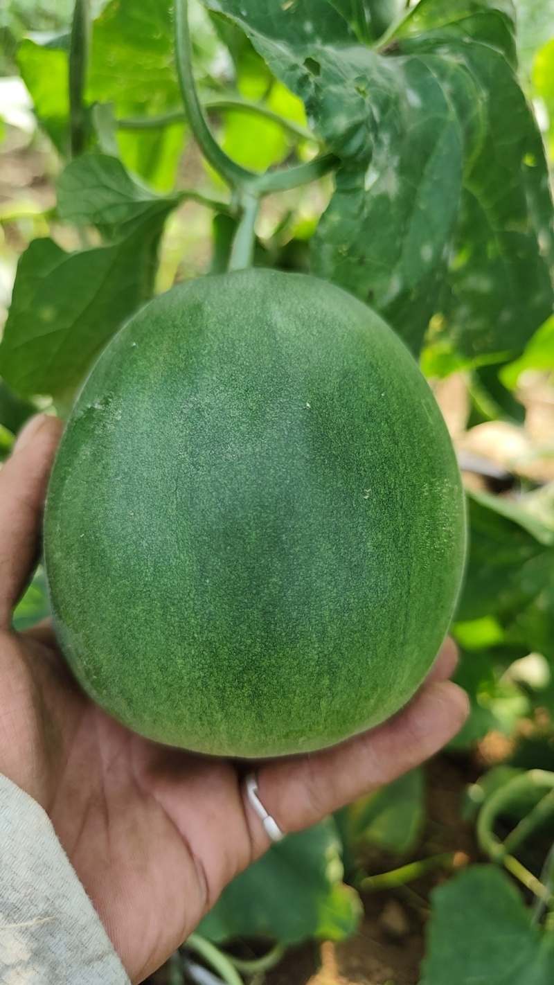 我要卖绿宝甜瓜。大棚头茬精品。