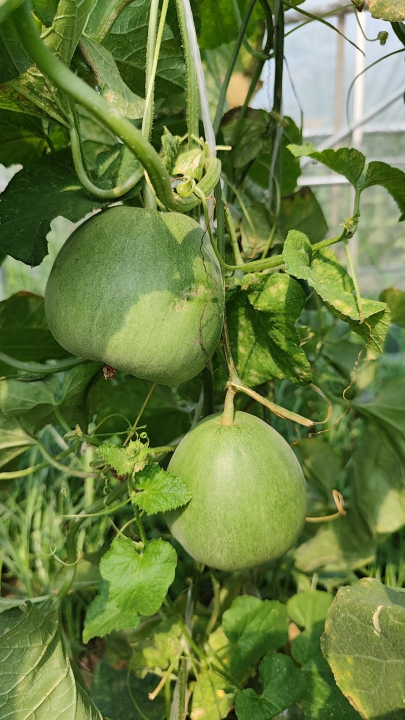 我要卖绿宝甜瓜。大棚头茬精品。