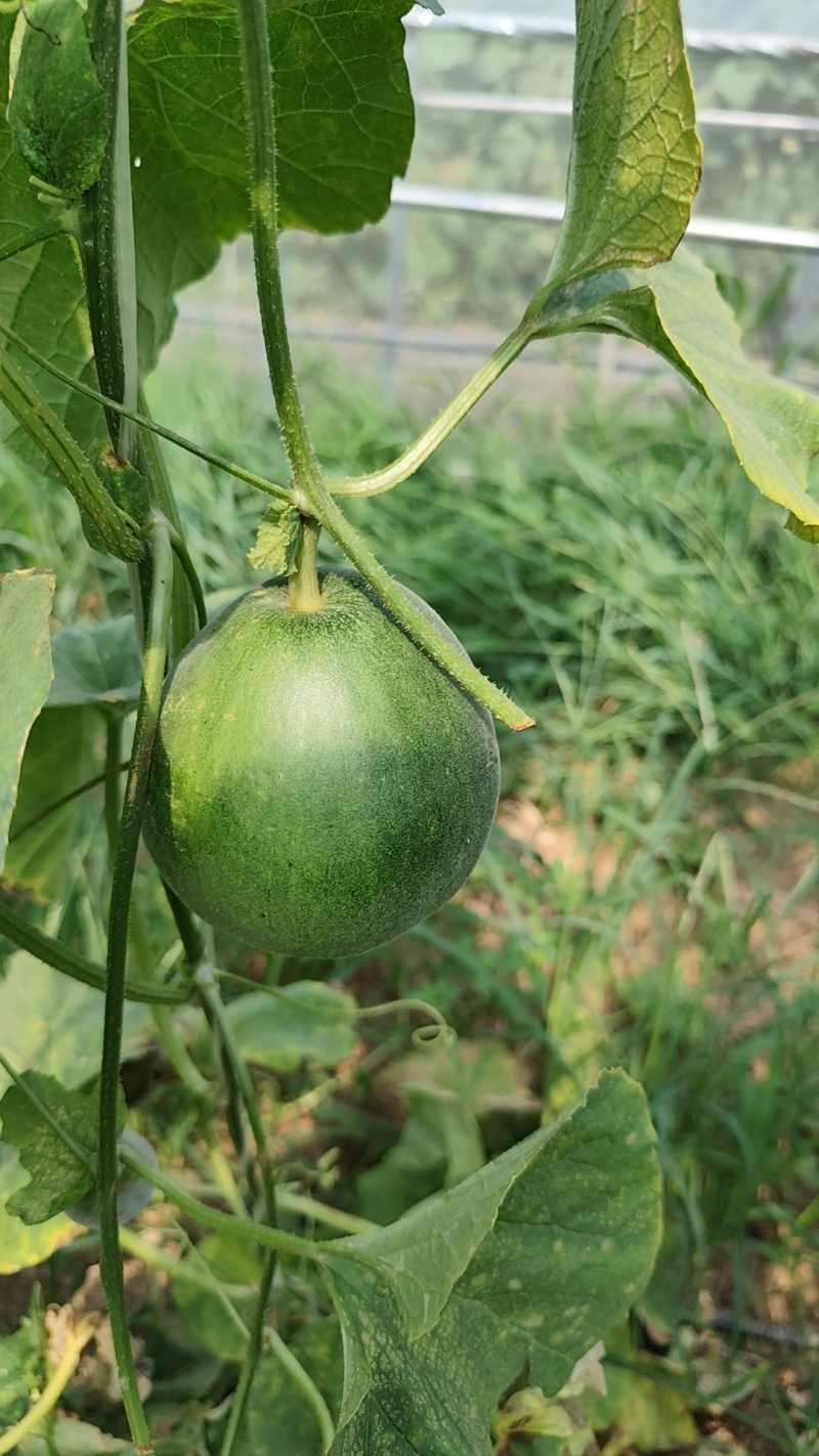 我要卖绿宝甜瓜。大棚头茬精品。