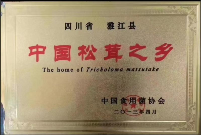 野生松茸