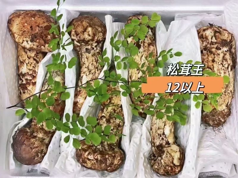 野生松茸