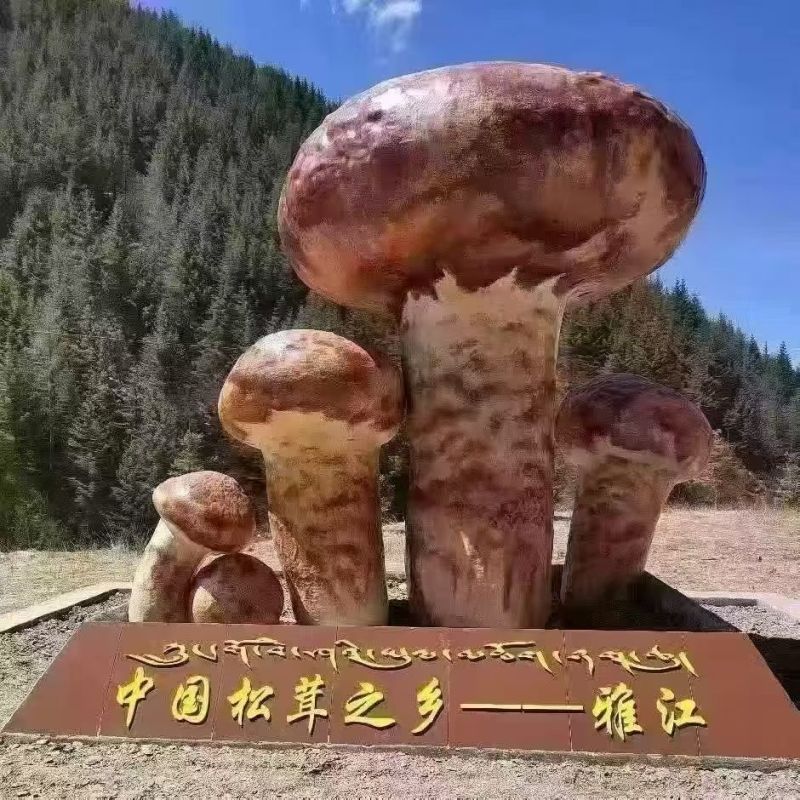 野生松茸