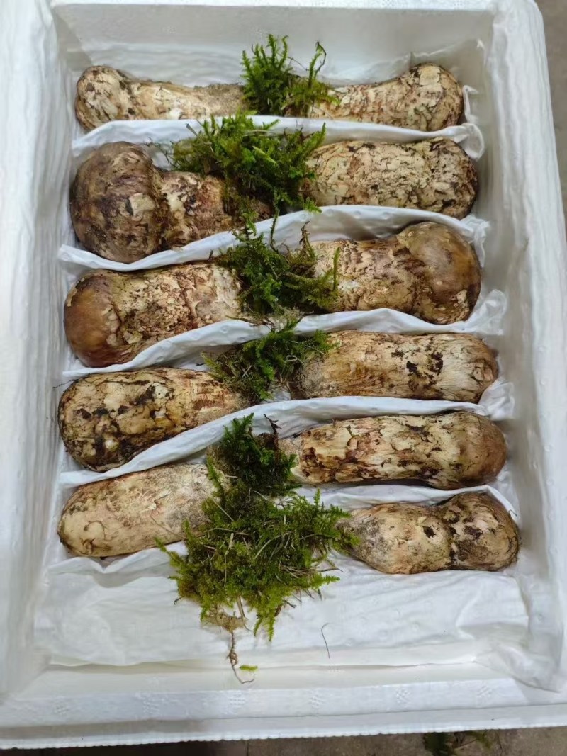 野生松茸